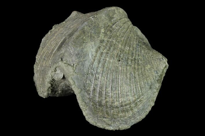 Pyrite Replaced Brachiopod (Paraspirifer) Fossil - Ohio #142130